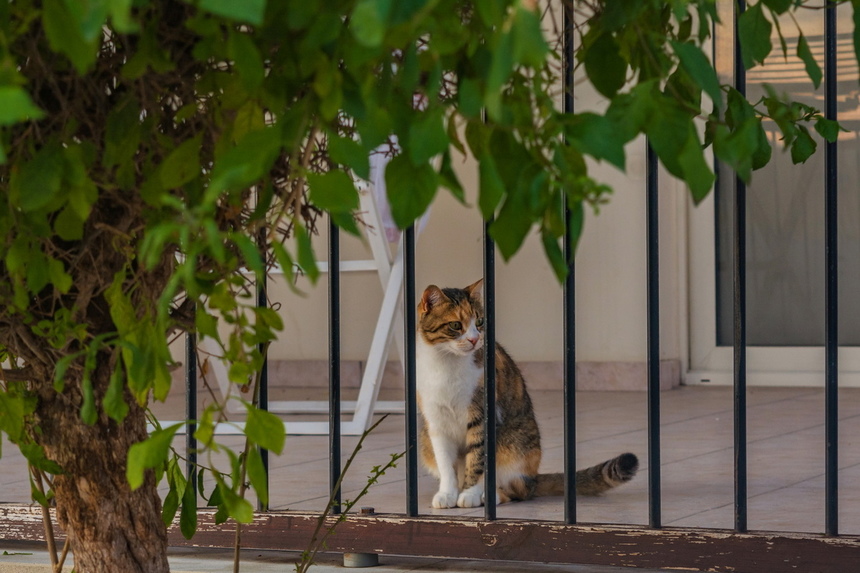 Пушистое чудо: кипрские кошки, которые не оставят равнодушным абсолютно никого!: фото 19