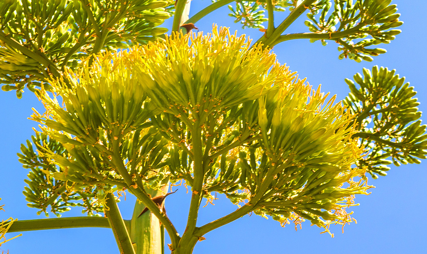 Агава — чрезвычайно полезное и уникальное кипрское растение: фото 43