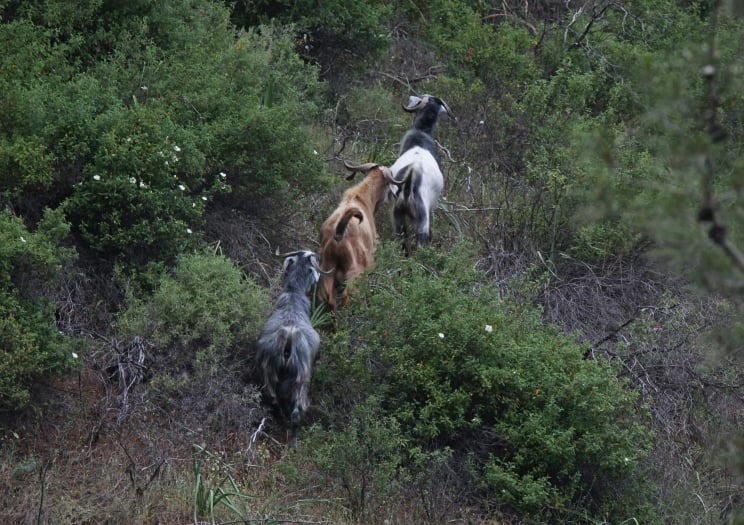 Дикие лесные козы Кипра атаковами города: фото 4
