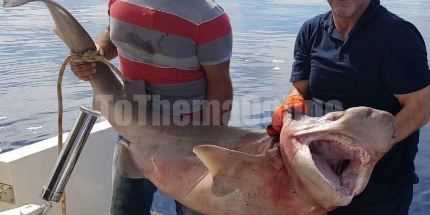 У пляжа в Лимассоле была поймана акула: фото 2