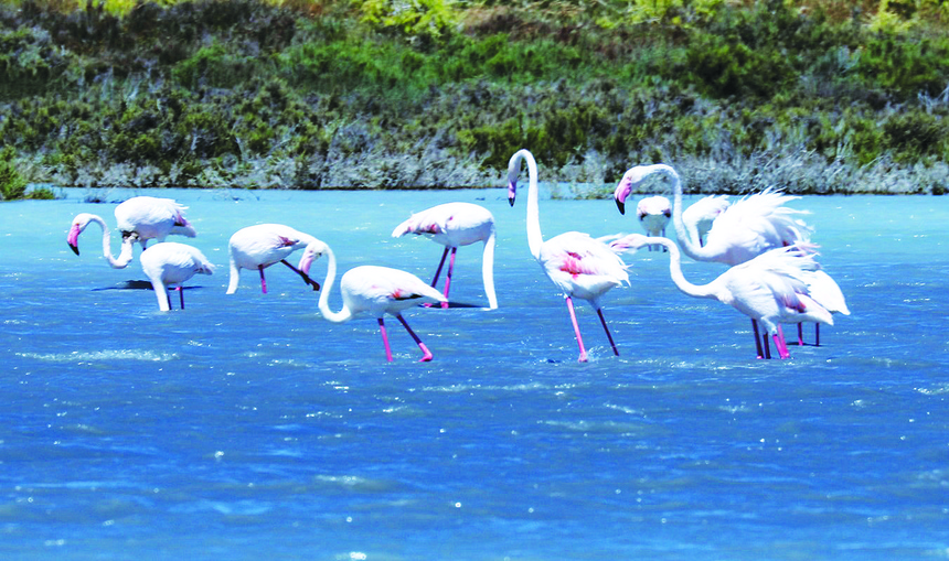 Невероятно! На Кипр прилетело 11 тысяч фламинго: фото 2