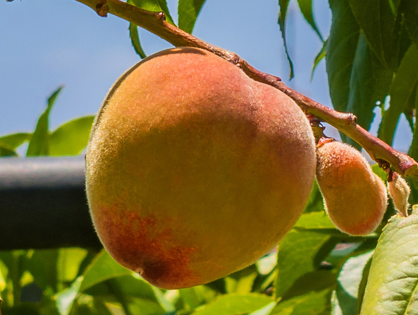 Не пропустите! На Кипре начался сезон сбора персиков: фото 12