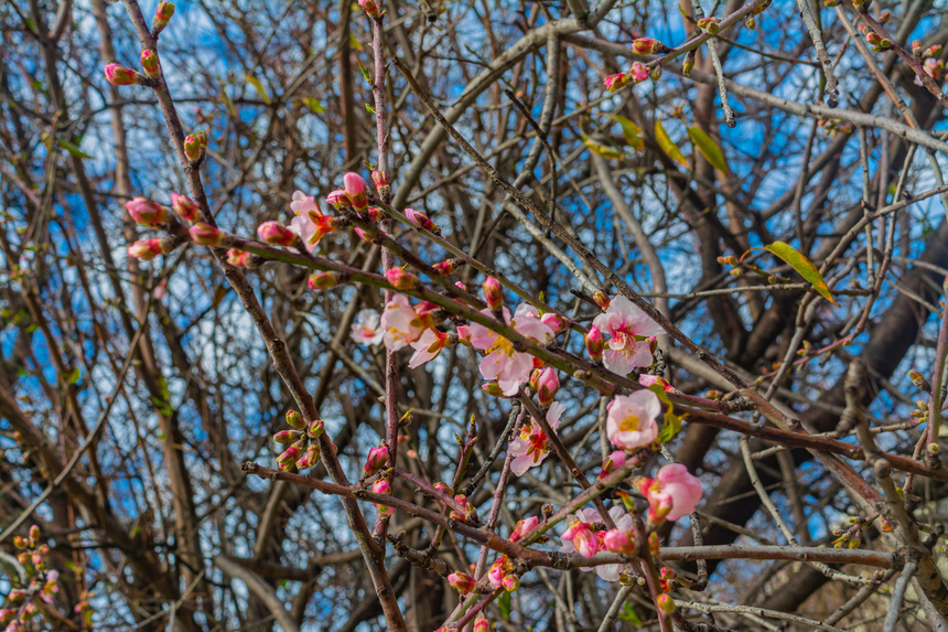 Цветение миндаля на Кипре — признак наступающей весны! : фото 6