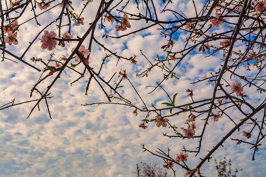 Цветение миндаля на Кипре — признак наступающей весны! : фото 31