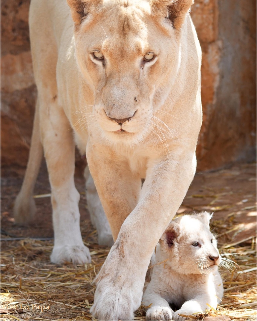 Зоопарк Пафоса объявил результаты конкурса на лучшие имена для львят: фото 9
