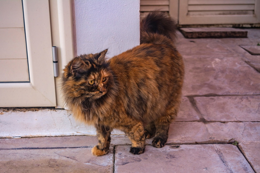 Пушистое чудо: кипрские кошки, которые не оставят равнодушным абсолютно никого!: фото 15