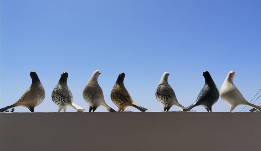 Кипрская художница создала птиц, символизирующих надежду, мир и свободу: фото 2