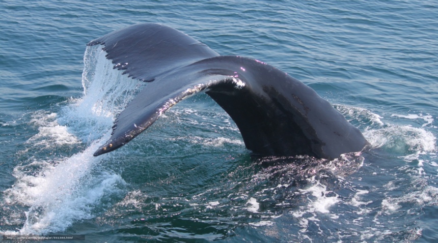 Невероятно! К берегам Кипра приплыли киты: фото 2