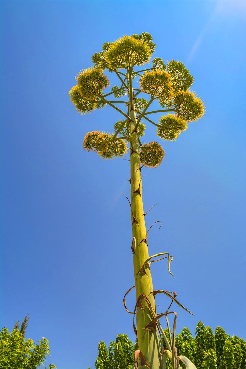 Агава — чрезвычайно полезное и уникальное кипрское растение: фото 54