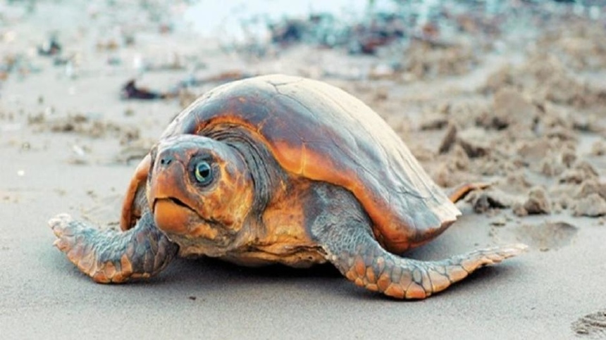 На пляже в Пафосе нашли двух мертвых черепах: фото 2