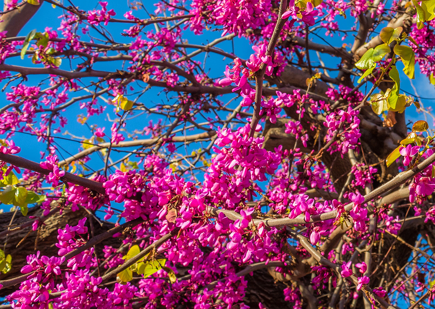 На Кипре покрылось цветами волшебное Иудино дерево!: фото 12