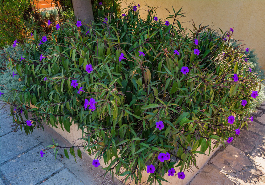Кипрская руэллия с декоративными бархатистыми цветами: фото 10