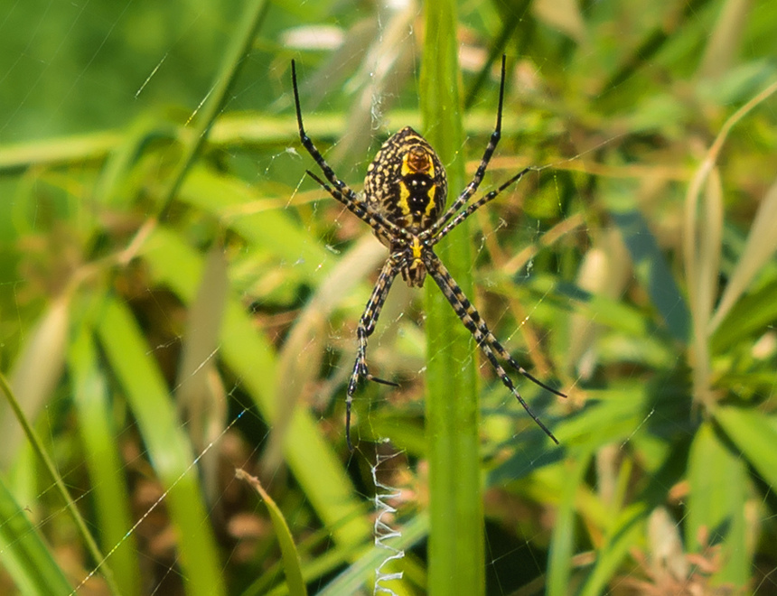 Аргиопа — кипрский ядовитый паук-оса: фото 12