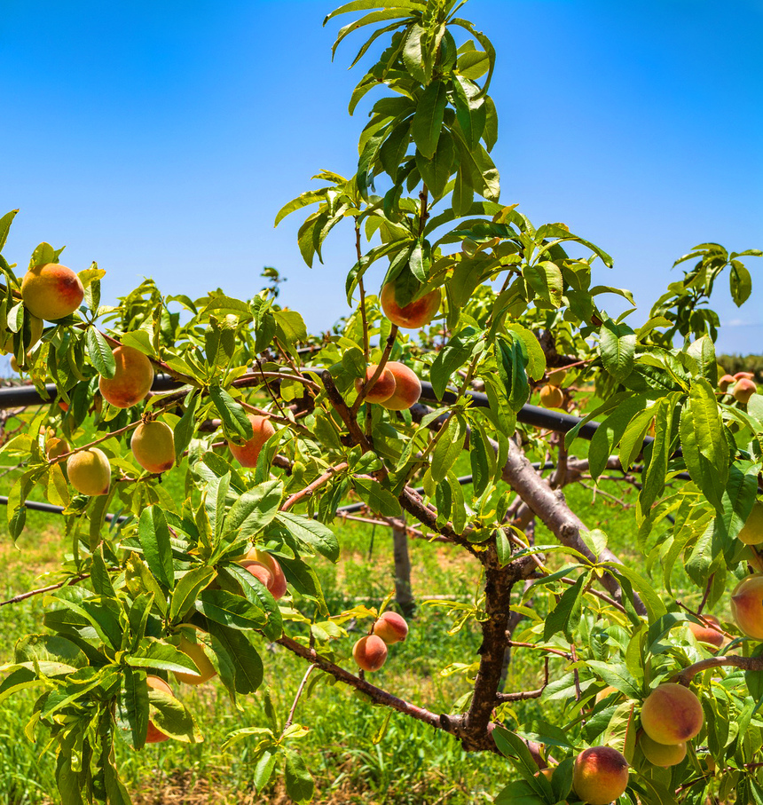 Не пропустите! На Кипре начался сезон сбора персиков: фото 2