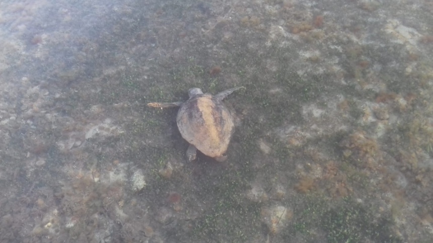 У берегов Лимассола обитает семейство черепах!: фото 4
