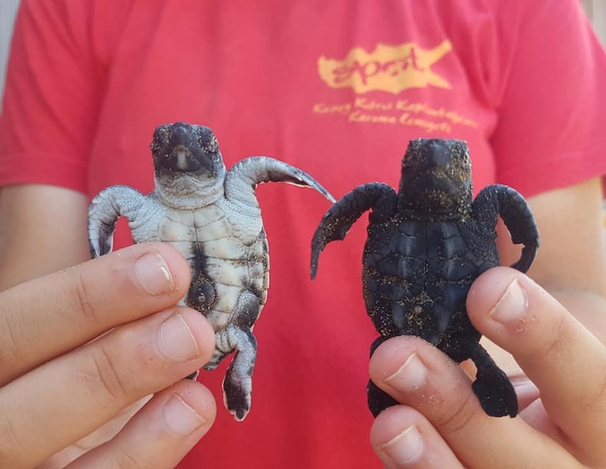 На Кипре обнаружили редкий гибрид морских черепах: фото 2