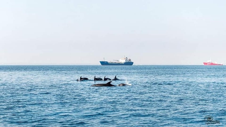 Невероятно! В Лимассоле дельфины подплыли к самому берегу и купались вместе с отдыхающими: фото 3