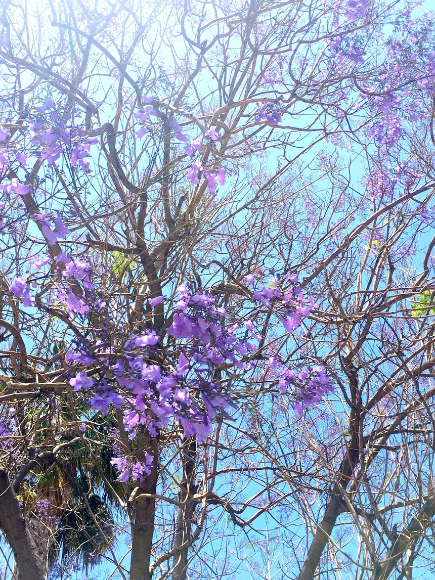 Безудержные колокольчики: весной на Кипре цветет жакаранда: фото 14