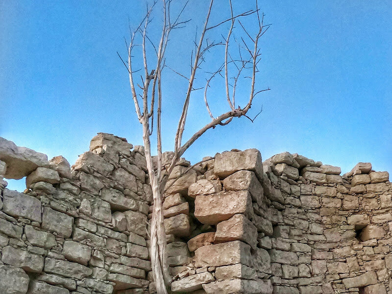 Сухое дерево растуее внутри разрушенной церкви Святого Николая
