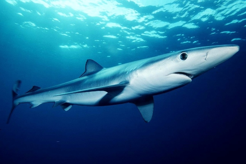 Знакомьтесь: акулы, которых можно встретить у берегов Кипра: фото 22