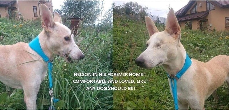 Одноглазый пес Нельсон улетел с Кипра к своей новой семье в Россию: фото 3