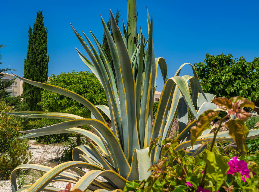 Агава — чрезвычайно полезное и уникальное кипрское растение: фото 15