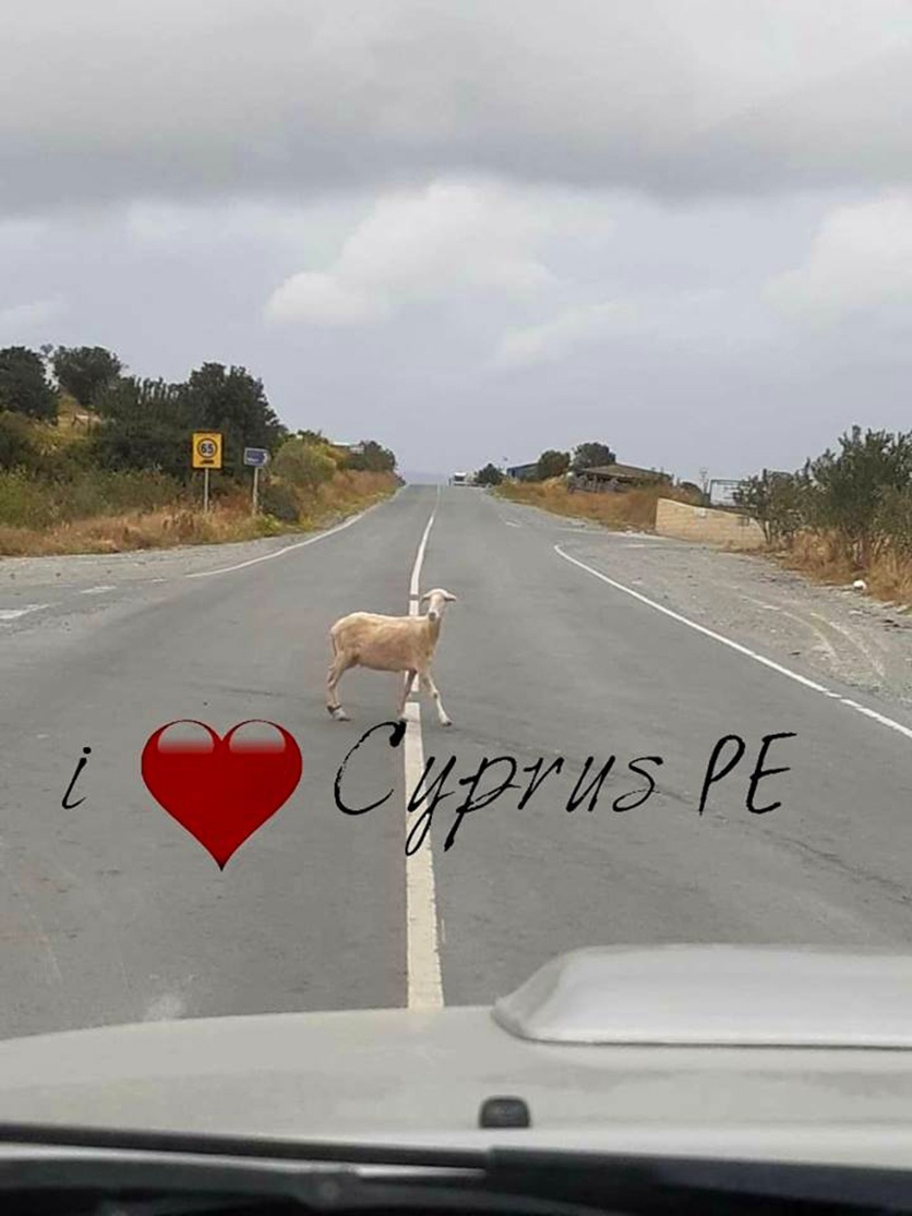 "Ехали медведи на велосипеде": Курьезные и странные случаи на кипрских дорогах! : фото 108