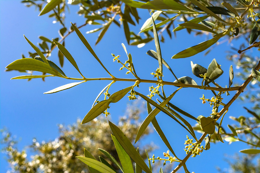 В мае на Кипре в цвету оливковые деревья! : фото 4