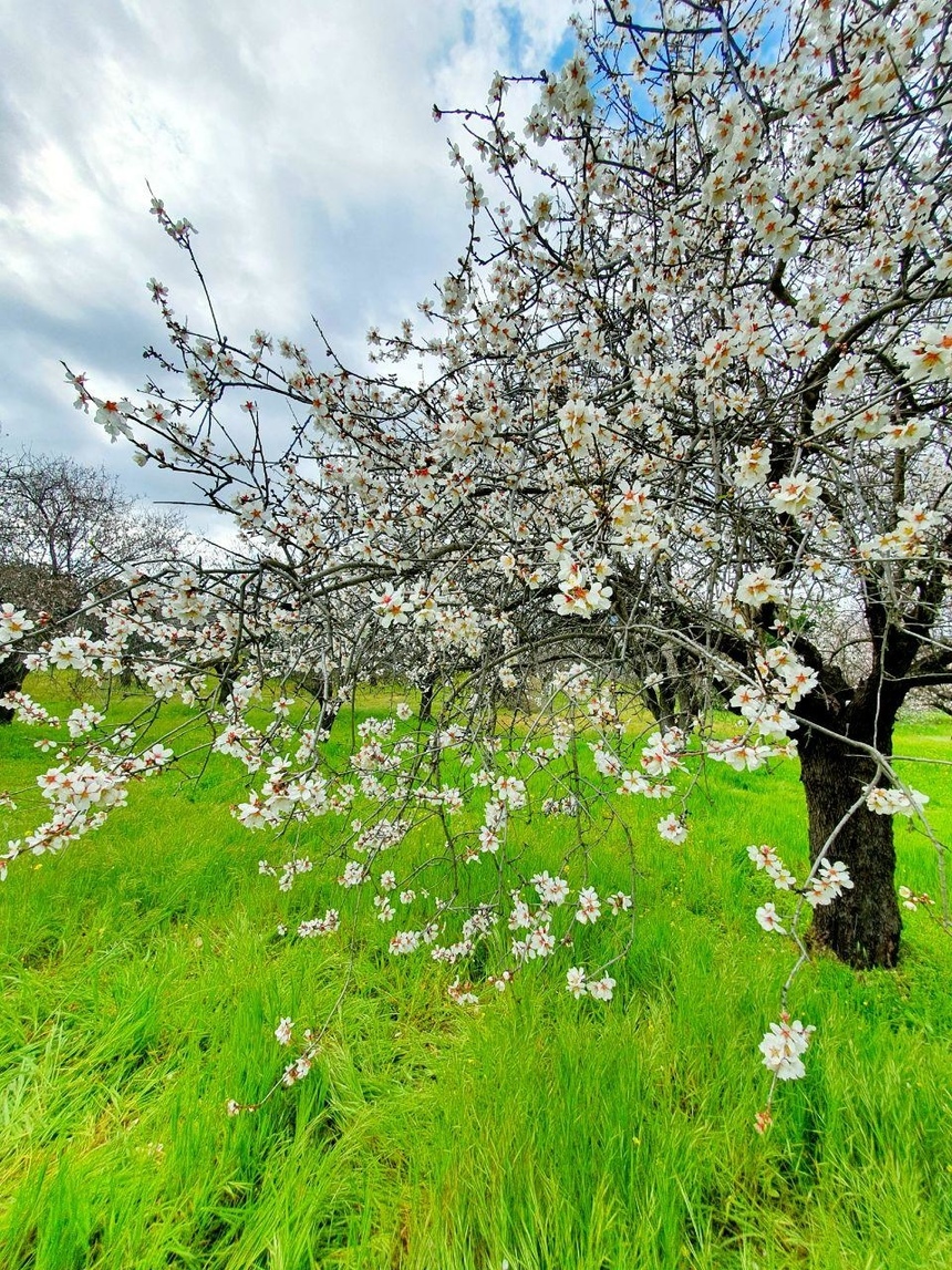 На Кипре в разгаре волшебное и фантастически красивое время цветения миндаля: фото 22