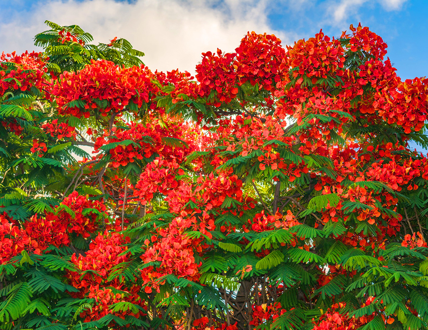 Делоникс королевский — прекасное цветущее дерево на Кипре: фото 20
