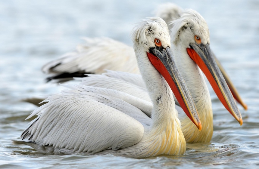 10 самых красивых и редких птиц, встречающихся на Кипре: фото 7