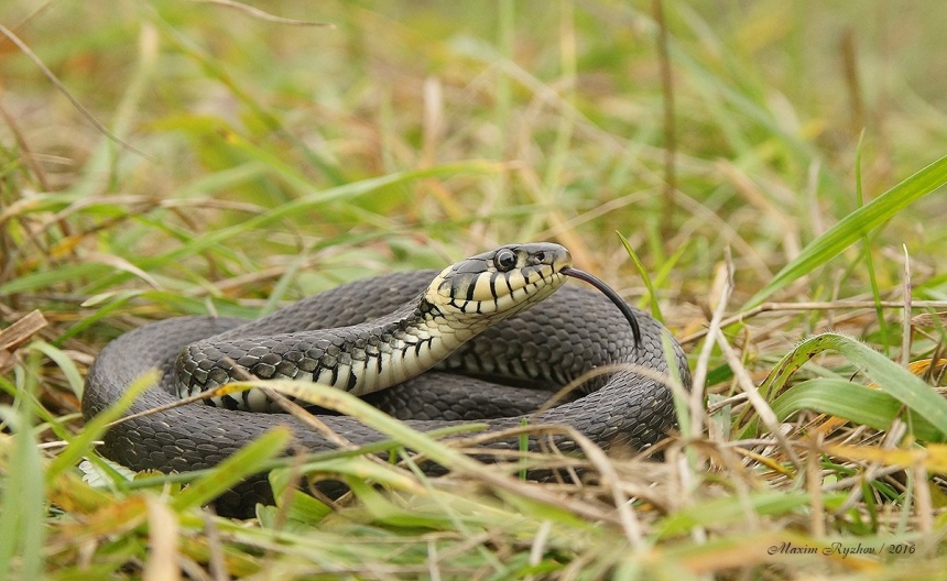 ​Ядовитые змеи на Кипре. Как их отличить?: фото 10
