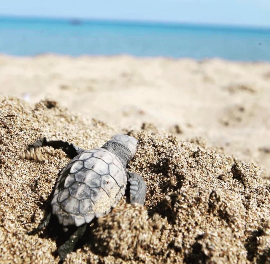 Дождались! На пляже Лара на полуострове Акамас вылупились первые черепашки в 2019 году: фото 6
