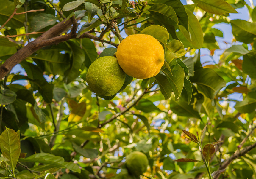Лимон - фаворит кухни Кипра!: фото 13