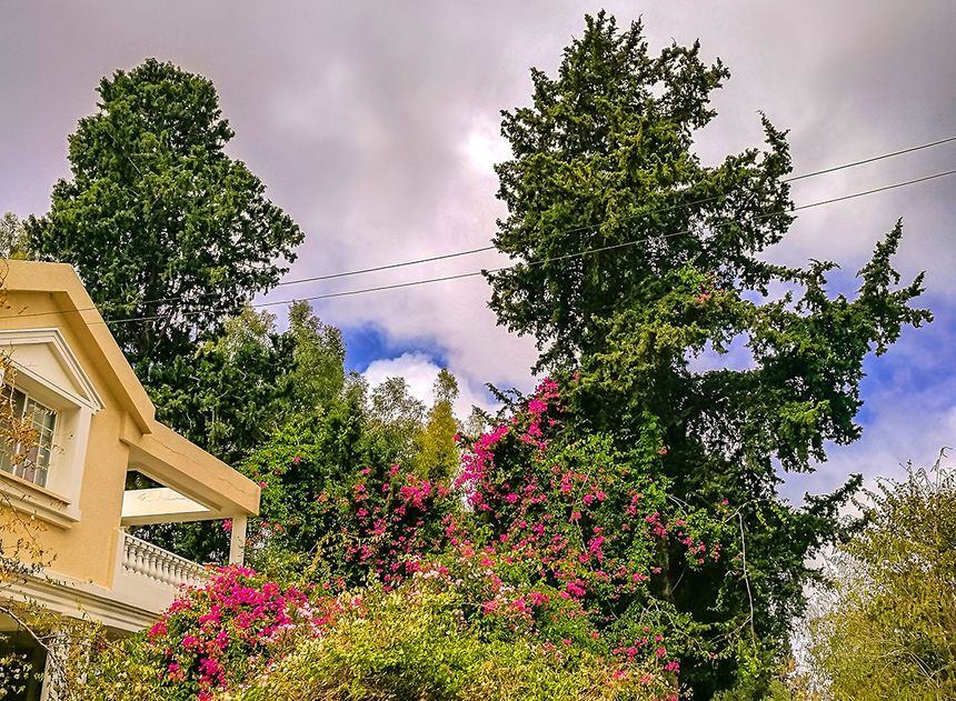 Потрясающее зрелище - цветущая бугенвиллия на Кипре: фото 20