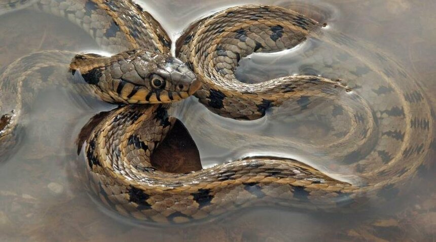 Исчезающая кипрская змея, похоже, передумала исчезать: фото 2