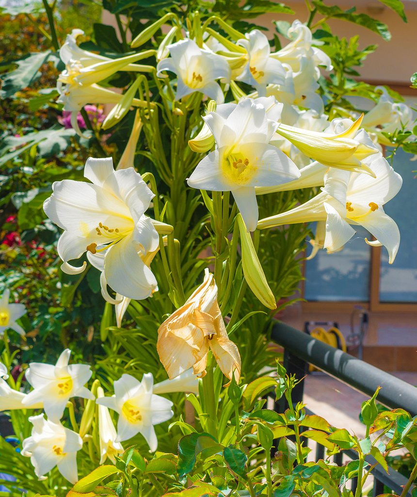 Божественная нежность: на Кипре зацвели прекрасные лилии: фото 10