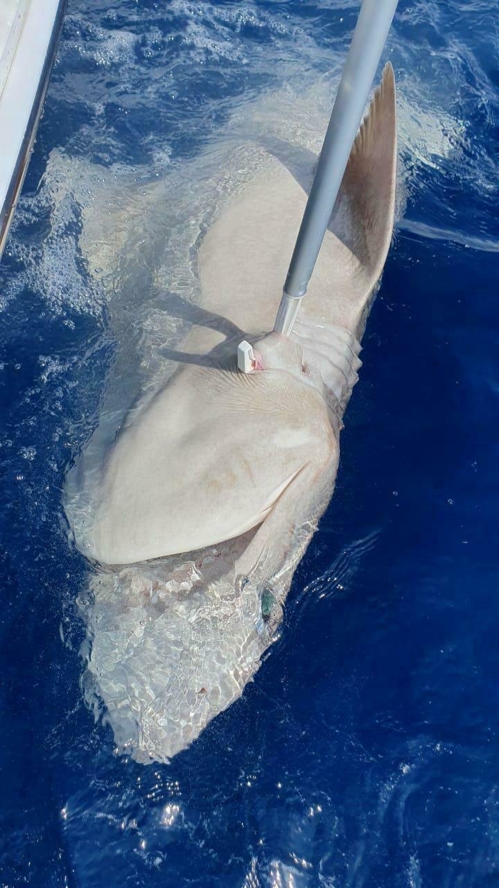 Невероятно! У берегов Кипра поймали акулу: фото 2