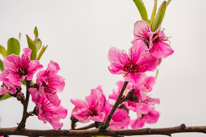 Сказочное цветение персиковых деревьев на Кипре!: фото 12