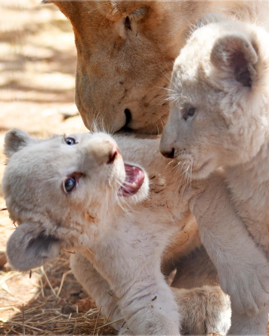 Зоопарк Пафоса объявил результаты конкурса на лучшие имена для львят: фото 2