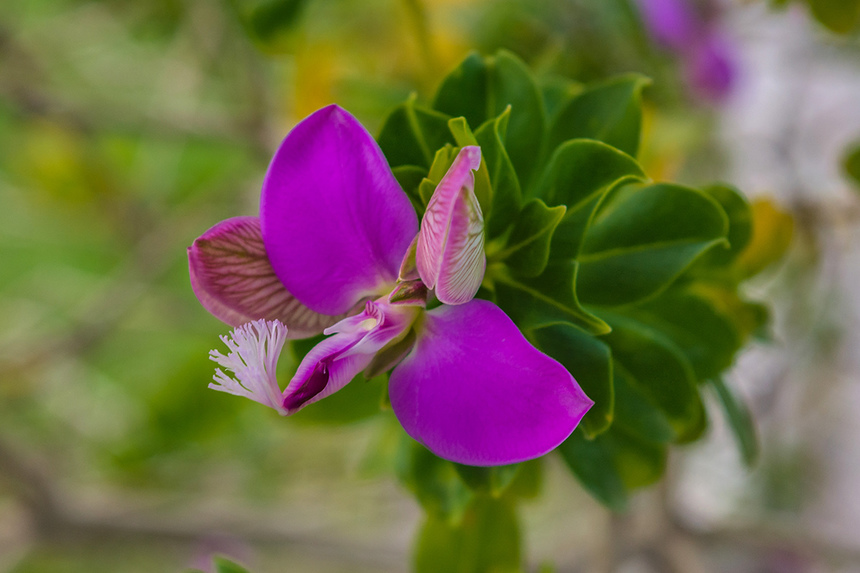 Цветы Кипра: Истод с нежными соцветиями, похожими на бабочек! : фото 2