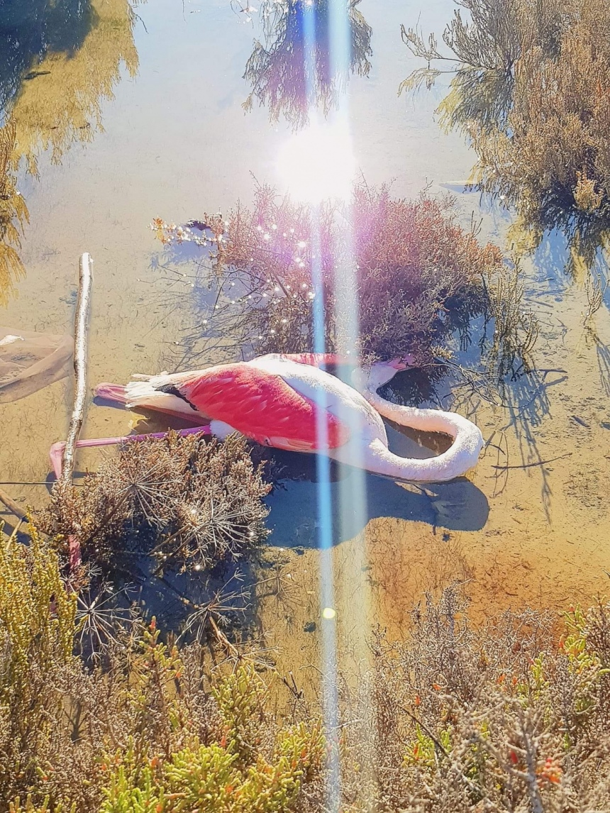 Птичку жалко! Фламинго в Ларнаке умер от отравления свинцом: фото 2