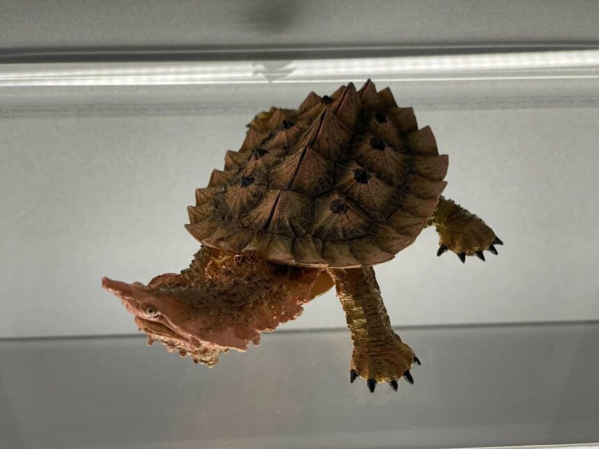 Музей черепах Иния-Лара в округе Пафос: фото 12