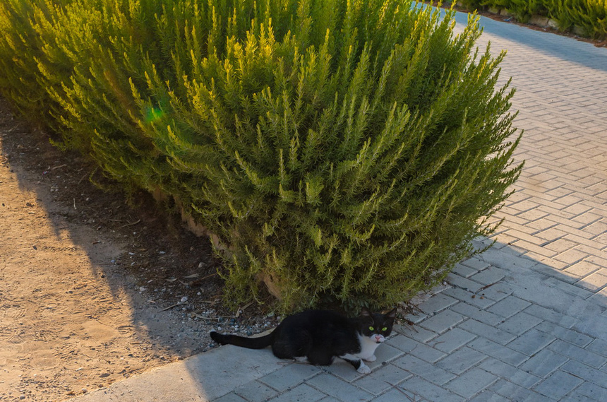 Пушистое чудо: кипрские кошки, которые не оставят равнодушным абсолютно никого!: фото 10