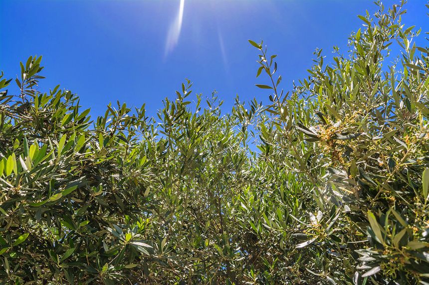 В мае на Кипре в цвету оливковые деревья! : фото 13