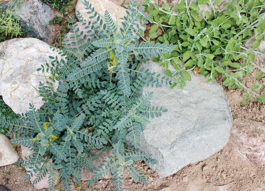 Лефкаренсис — краснокнижное растение на Кипре: фото 5