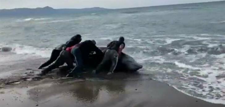 На пляжи Кипра массово выбрасываются киты: фото 2