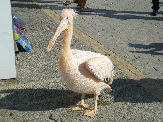 Умер розовый пеликан Кокос — звезда набережной Пафоса: фото 4