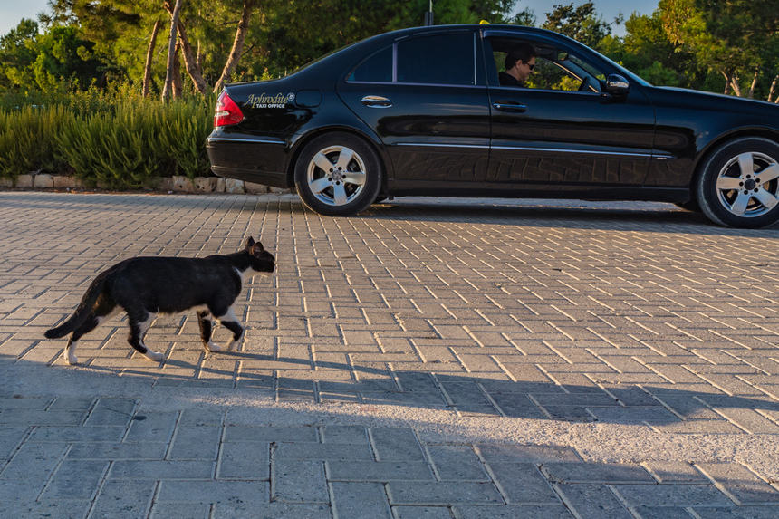 Пушистое чудо: кипрские кошки, которые не оставят равнодушным абсолютно никого!: фото 11