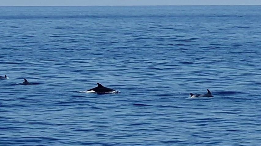 К берегам Кипра приплыла стая дельфинов!: фото 2